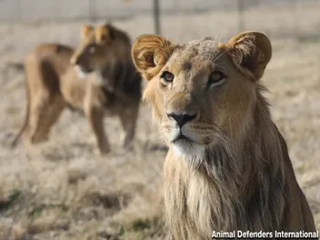 “Trophy Pets”: Two Rescued Lions Finally Find Freedom