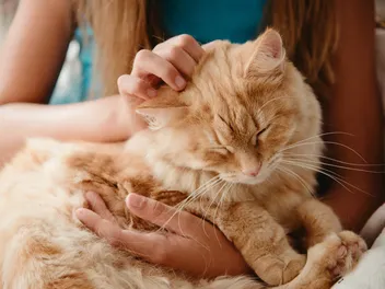 Owning a Cat on a Budget: 10 Vet-Recommended Savings Tips