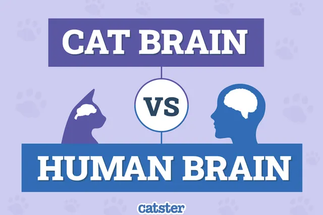 Cat Brain vs Human Brain: Differences Explained (With Infographic)
