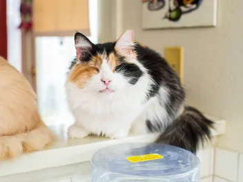 How to Tell if Your Cat Is Blind: 8 Vet-Verified Signs to Look For
