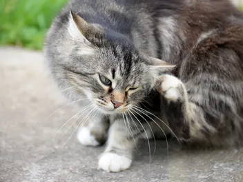 How to Tell if Your Cat Has Fleas: 10 Vet-Reviewed Signs to Look For
