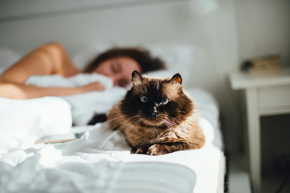 brown cat sleeping on bed