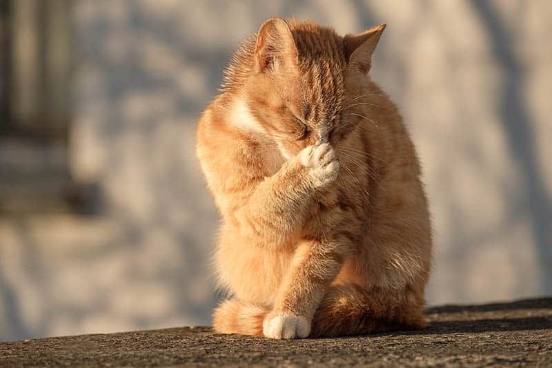 Ginger-cat-covered-his-nose-with-his-paw-because-of-the-strong-smell