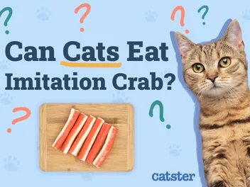 Can Cats Eat Imitation Crab? Vet-Approved Facts & FAQ