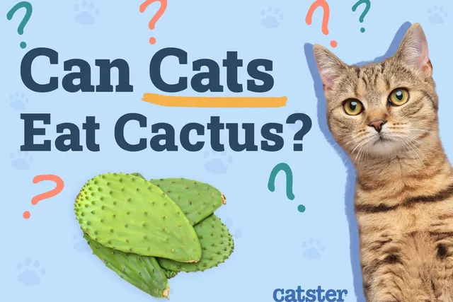 Can Cats Eat Cactus? Vet-Approved Facts & FAQ