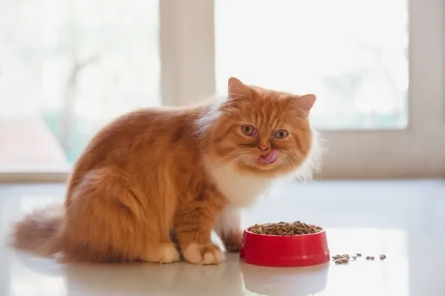 How to Stop a Cat From Overeating: 9 Vet-Approved Tips & Tricks