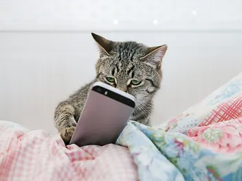 8 Must-Have Apps for Cat Owners in 2026
