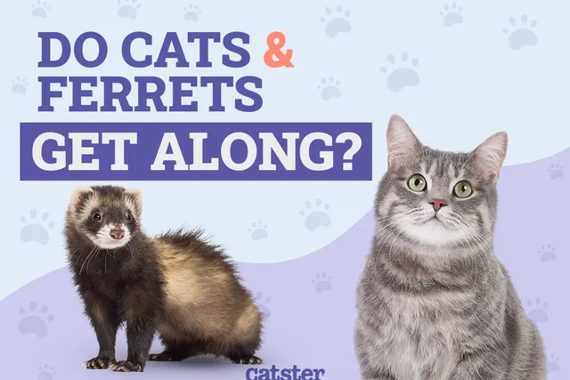 Will Cats Get Along With Ferrets? How They Can Coexist