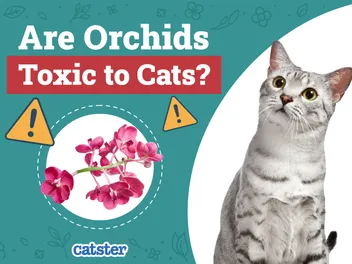 Are Orchids Toxic to Cats? Vet Approved Advice