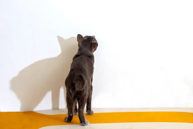 Why Does My Cat Stare at the Wall? Our Vet Discusses Common Reasons & What to Do