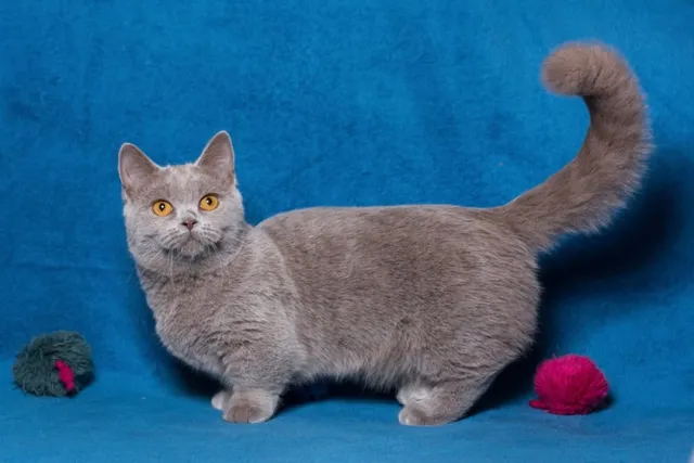 Grey Munchkin Cat: Info, Pictures, Facts & History