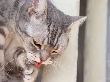 Is Your Cat Vomiting? Try These Gentle Vet-Approved Diet Fixes