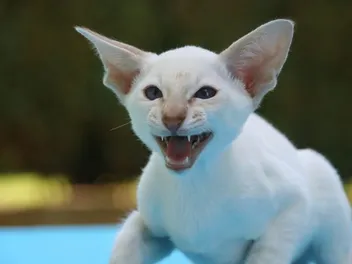 Why Do Cats Hiss and Growl at Strangers? Vet-Reviewed Behavior Insights