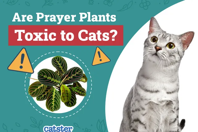 Are Prayer Plants Toxic to Cats? Vet-Reviewed Houseplants Examined