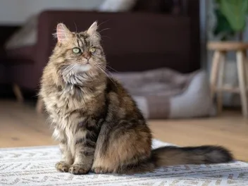 How to Train a Maine Coon: 5 Vet-Reviewed Tips & Tricks