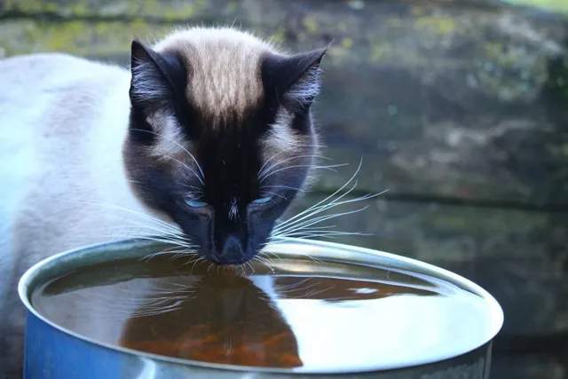 Why Do Cats Sometimes Drink Dirty Water? Vet-Verified Reasons, Risks & Prevention Tips