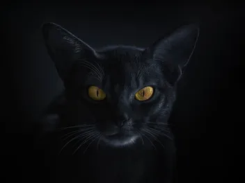 Black Abyssinian Cat: Does This Breed Exist? Our Vet Answers