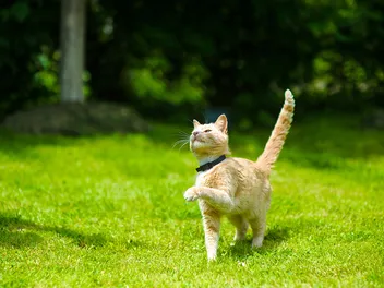 Do Cats Need Fresh Air? Improving Your Cat’s Health & Happiness