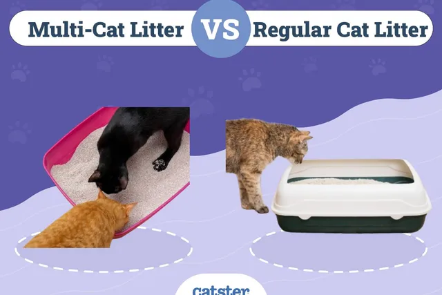 Multi-Cat Litter vs Regular: Pros, Cons & Comparison (Vet-Reviewed)
