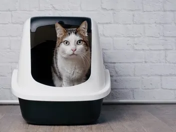 9 Best Sifting Cat Litter Boxes of 2026 - Reviews & Top Picks