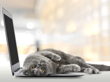 Why Is the Internet So Obsessed With Cats? 5 Potential Reasons