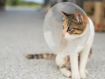 Should I Get My Cat Spayed Or Neutered? Facts To Consider (Vet-Reviewed)