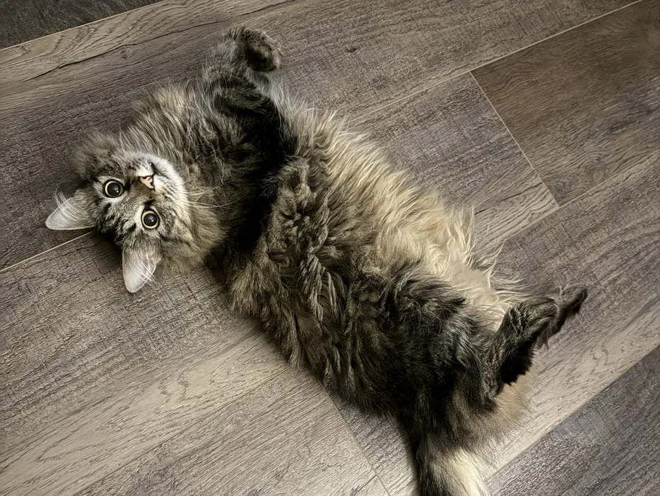How One Tiny Tortie Turned a Dog Person Into the Ultimate Cat Lady - Jiji