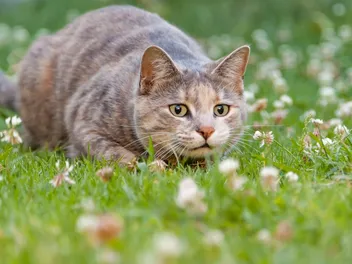 How Do Cats Hunt? Vet-Approved Instincts & Methods Explanation