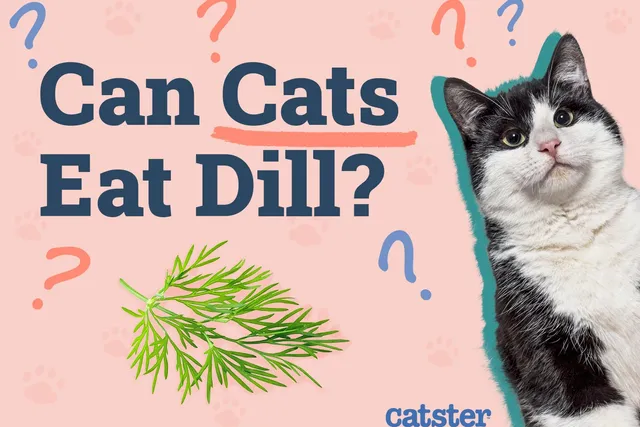 Can Cats Eat Dill? Vet-Reviewed Facts & FAQ
