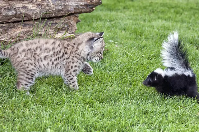 Cat Sprayed by Skunk? Our Vet Explains What To Do