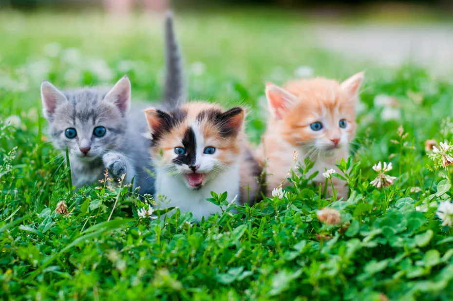 Three kittens of different colors on the grass