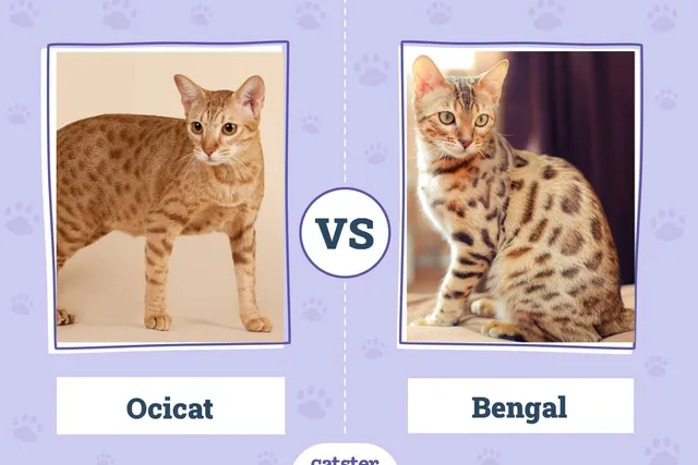 Ocicat vs Bengal: What’s the Difference? (With Pictures)