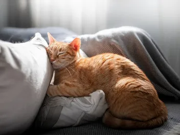 5 DIY Cat Pillow Plans You Can Make Today