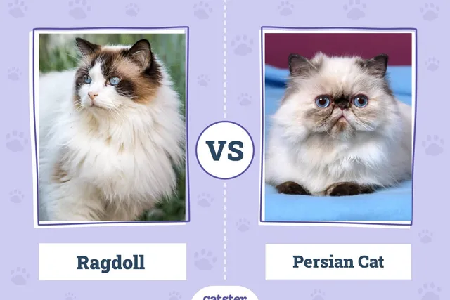 Ragdoll vs Persian Cat: Principal Differences (With Pictures, Vet-Reviewed)