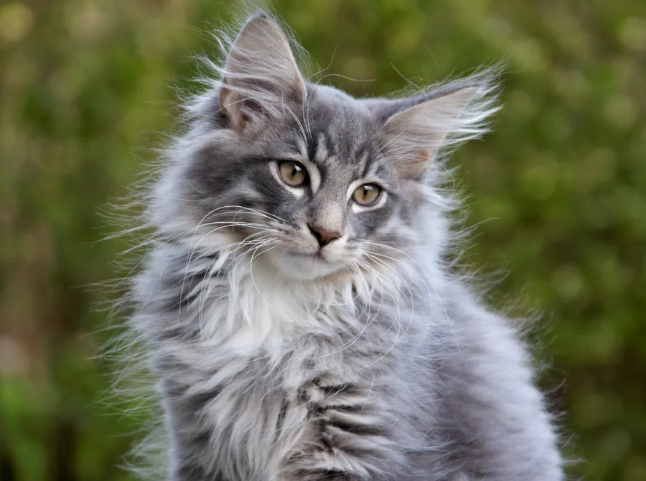 Norwegian forest cat male kitten looking sad