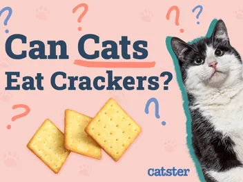 Can Cats Eat Crackers? Vet-Verified Facts & Safe Alternatives