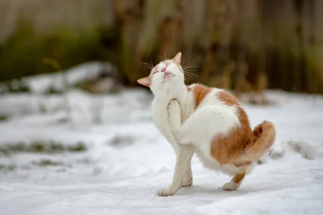 Can a Cat Get Fleas in the Winter? Vet Approved Facts & Tips