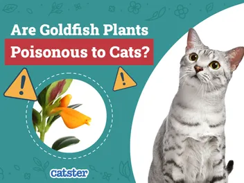 Are Goldfish Plants Poisonous to Cats? Vet-Reviewed Houseplants Examined