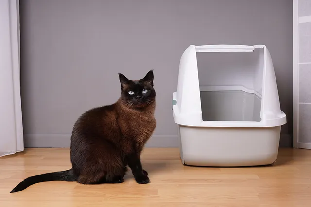 Why Is My Cat Pooping Outside the Litter Box? 5 Vet-Reviewed Reasons & Tips to Stop It