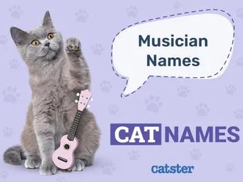 600 Musical Cat Names: Groovy Ideas for Your Kitty
