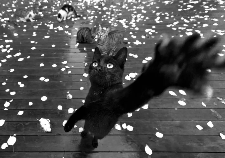 Weekly Mews - Capturing Catstanbul 16