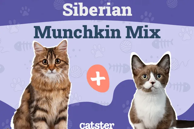 Siberian Munchkin Cat Mix: Info, Pictures, Temperament & Traits