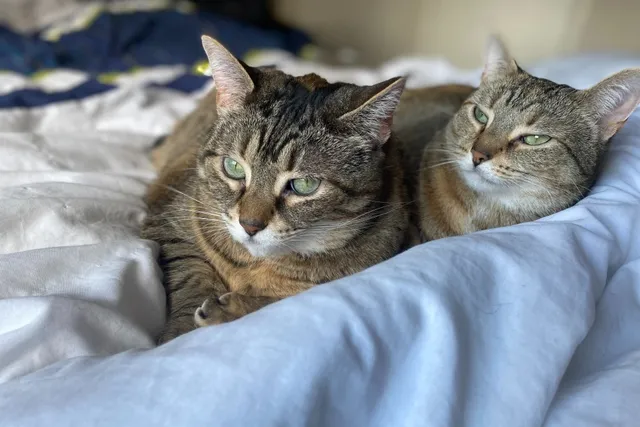 Somebody to Lean On: Financial Help Resources for Cat (& Pet) Owners