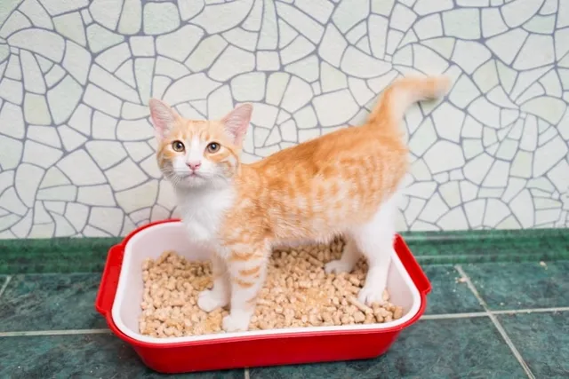 How to Prevent Urinary Tract Infections in Cats: Our Vet Explains the Signs