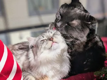 From Corporate Burnout to Cat Band Creator: How My Siberians Helped Me Rewrite My Life (and My Playlist)