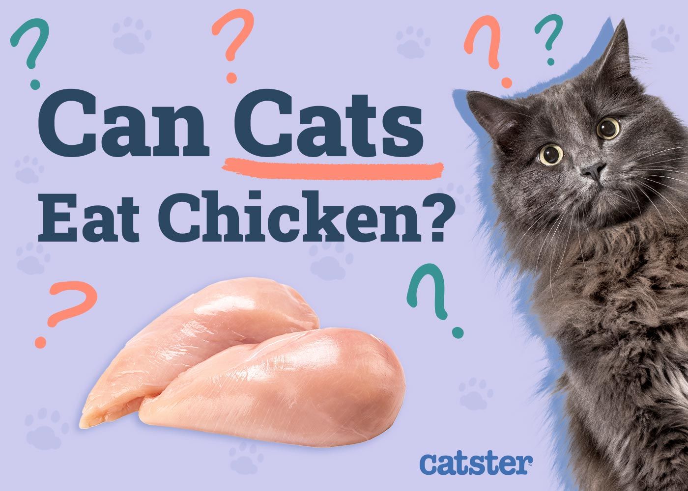 Can Cats Eat Chicken