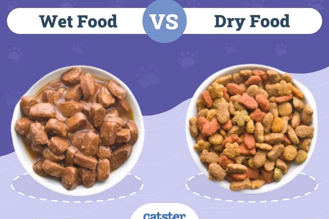 Wet vs. Dry Cat Food: Vet-Approved Facts & Key Differences