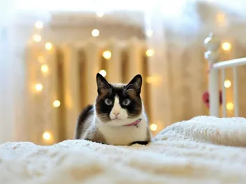 11 Snowshoe Cat Facts: Vet Reviewed Insights on Origin, Appearance & Traits