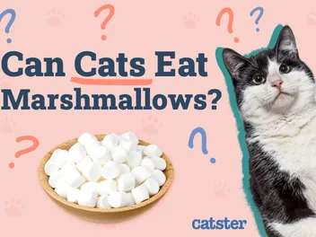 Can Cats Eat Marshmallows? Vet Approved Nutritional Facts & Risks