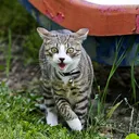 Feline Weird? Decoding Strange Cat Behavior